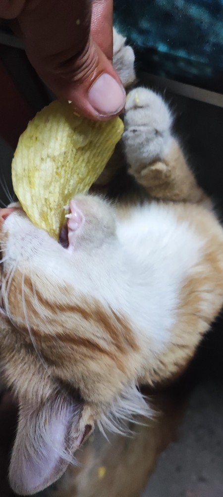 Kedi insanı mısın köpek mi?