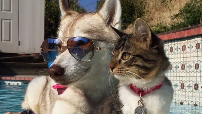 Kedi insanı mısın köpek mi?