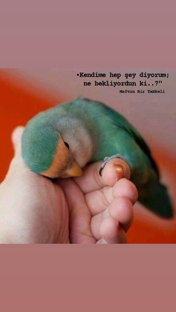 Kuşa yakalım bugünde