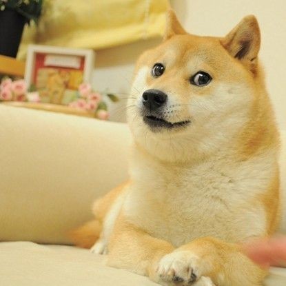 Kedi mi seversiniz köpek mi?