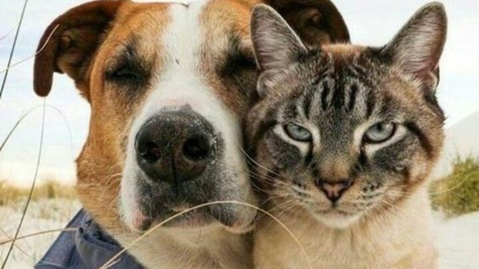 Kedi mi seversiniz köpek mi?
