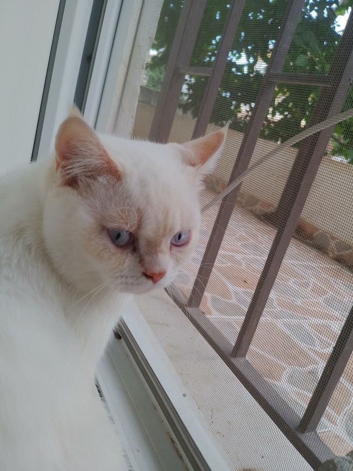 Kedim hiç enerjik değil, sürekli dışarıyı izliyor. Neden böyle?
