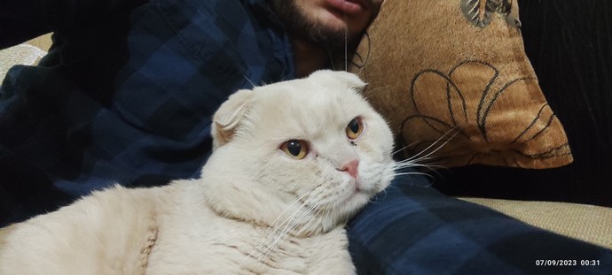 Kedinin ırkı ne?