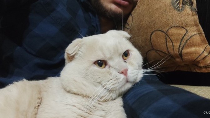 Kedinin ırkı ne?