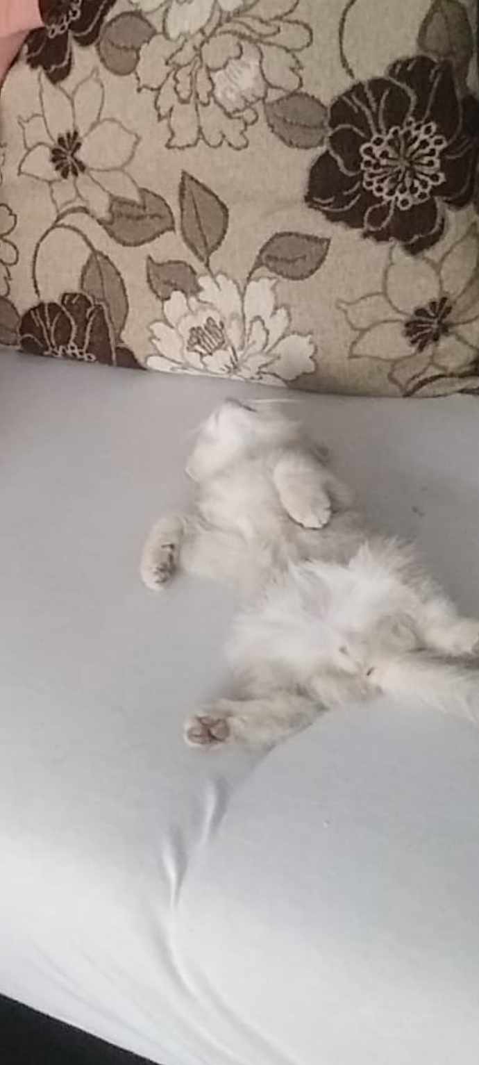 Yavru kediler uykuyu çok mu sever?