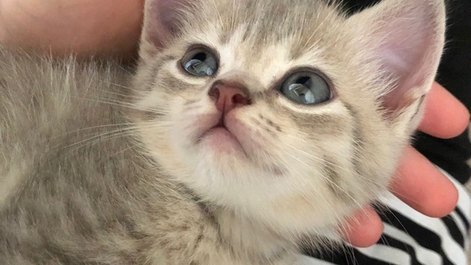 Erkek kedi isim önerisi yapabilir misiniz?