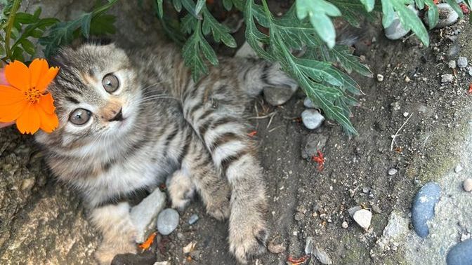 Erkek kedi 7 haftalık kediyi boğarak öldürür mü?