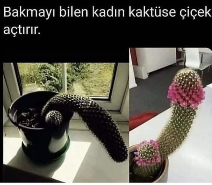 Çiçek bakmak size iyi gelir mi?