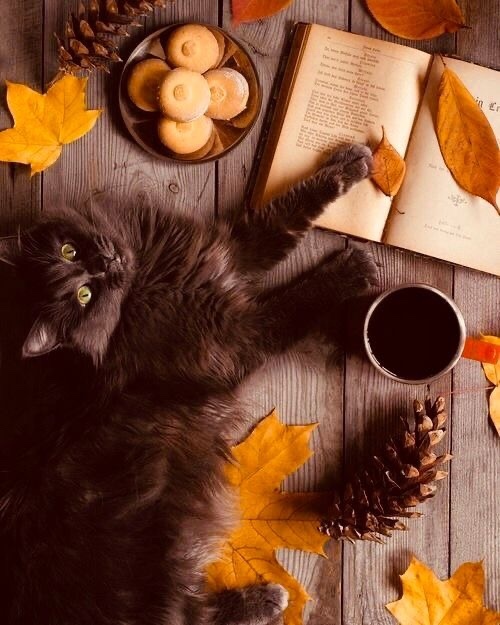 Severek izlediğiniz/okuduğunuz dizi/film/kitap bittiğinde nasıl hissediyorsunuz?