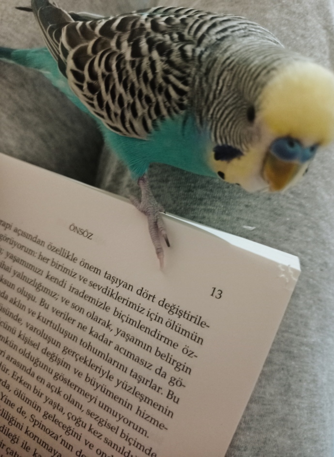 Evcil hayvanınızla ne kadar vakit geçirirsiniz?