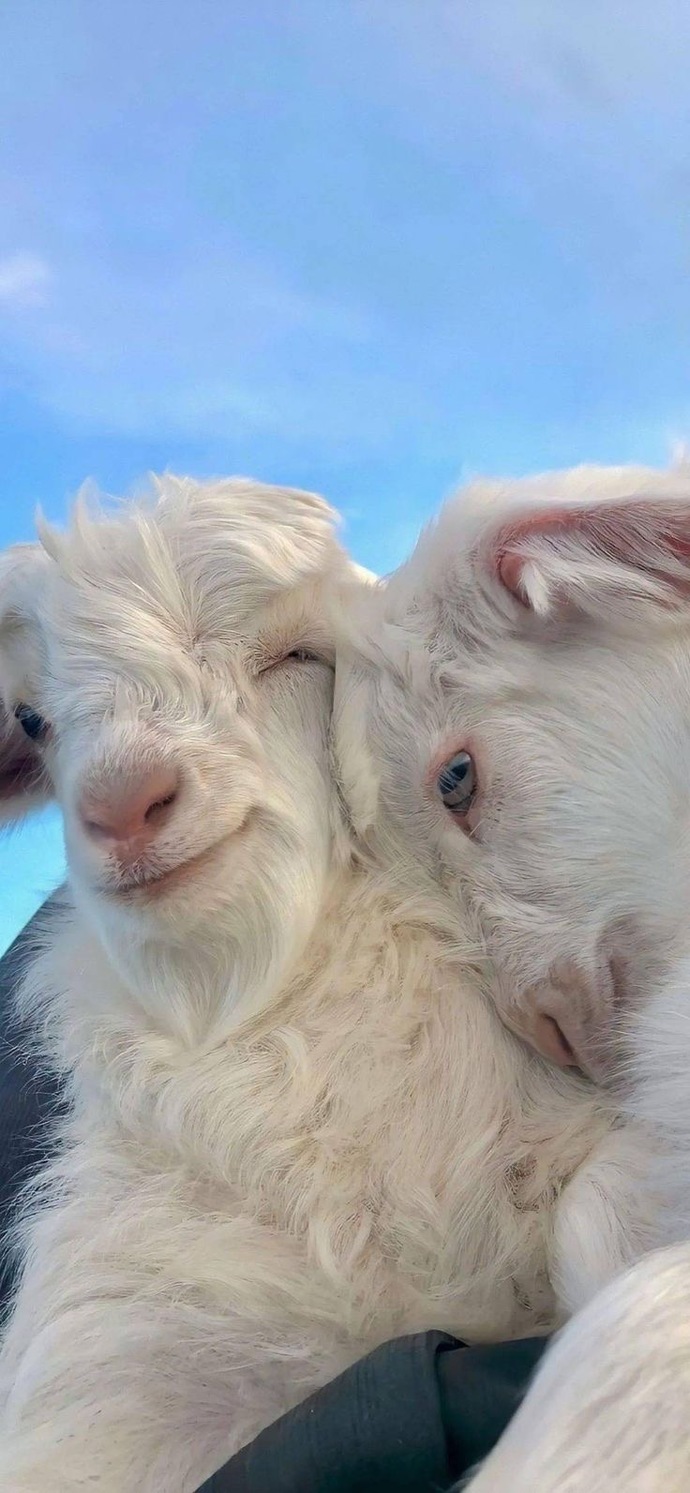 aşkomla ben ❤️ ( temsili)