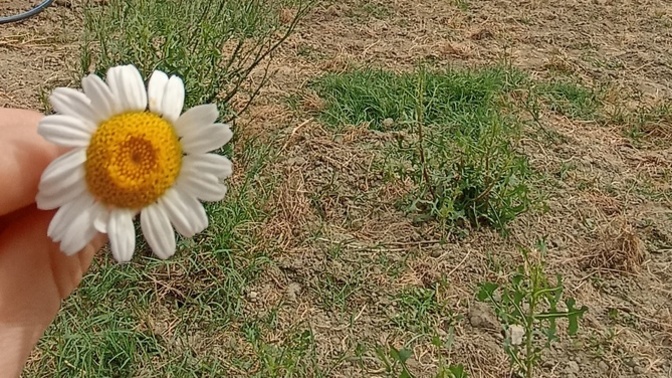 Özgürlük ne demek?