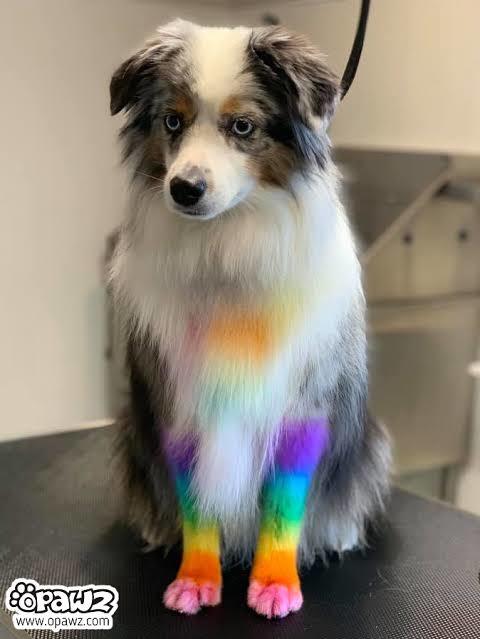 Köpeklerin kuyruğu hangi boya ile boyanır?