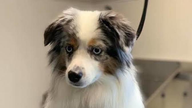Köpeklerin kuyruğu hangi boya ile boyanır?