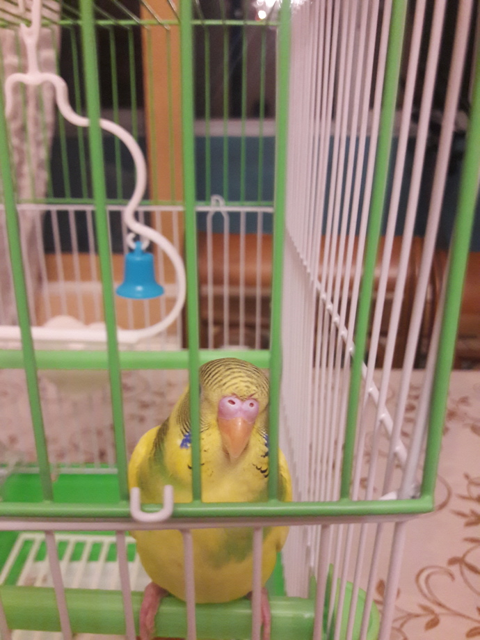Kuşum erkek midir yoksa dişi midir?