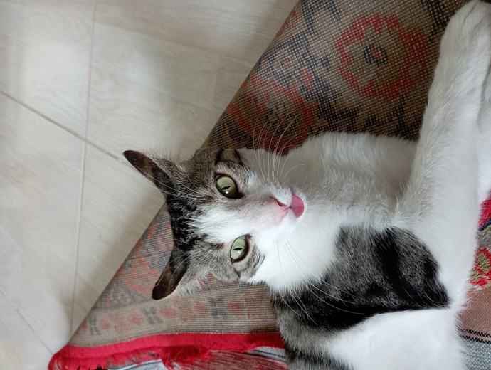 Kedim ilk defa böyle yaptı, sebebi ne?