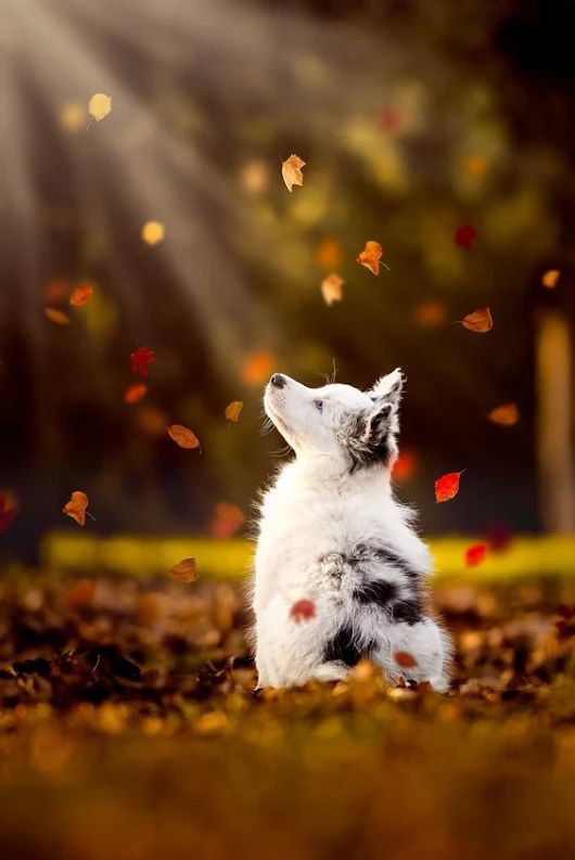 Cebimden çıkan köpek