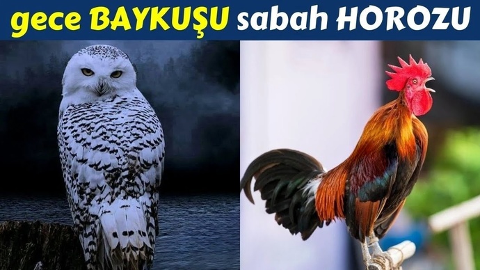 Gece Baykuşu musun? Sabah Horuzu mu?
