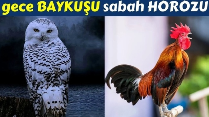Gece Baykuş'u musun? Sabah Horuz'u mu?