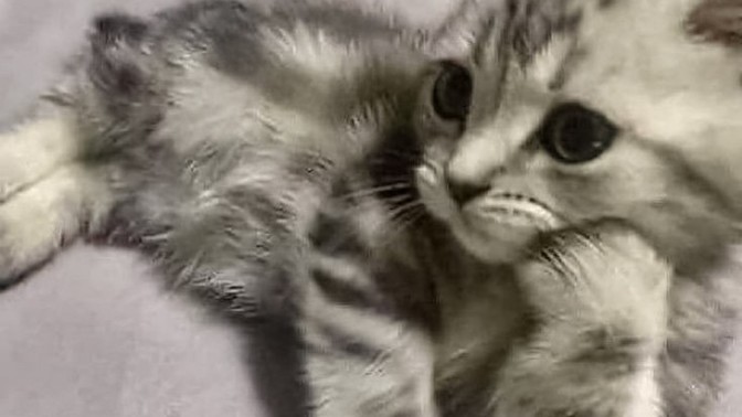 Erkekler basit canlılar mı?