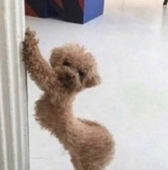 Düzgün köpek style