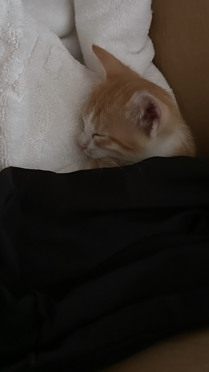 Sokakta terk edilmiş yavru kedi buldum eve getirdim. Veterinere mi götürmem lazım, ne yapmalıyım?