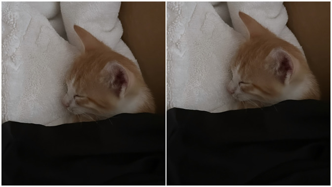 Sokakta terk edilmiş yavru kedi buldum eve getirdim. Veterinere mi götürmem lazım, ne yapmalıyım?