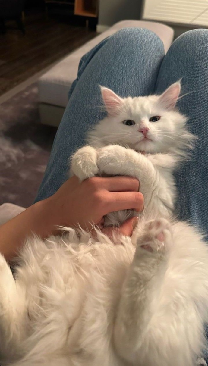 Böyle bir kedi bebeğiniz olsaydı adını ne koyardınız?
