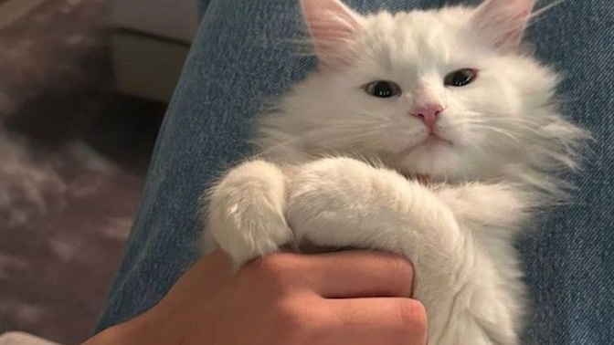 Böyle bir kedi bebeğiniz olsaydı adını ne koyardınız?