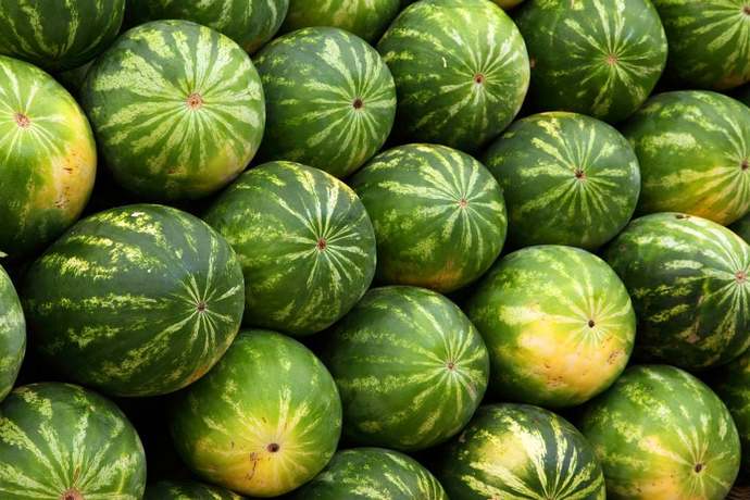 Karpuz seçmesini biliyor musun?