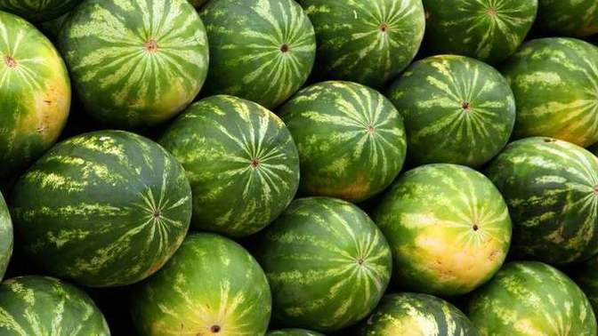 Karpuz seçmesini biliyor musun?