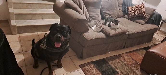 Bugün Köpeğine Sarılma Günü! Köpeklerle ilgili unutamadığınız anılarınız neler?
