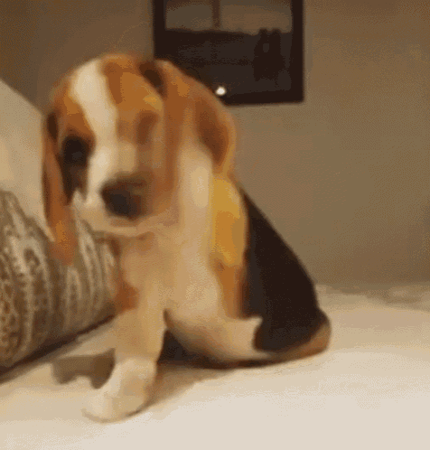 Bugün Köpeğine Sarılma Günü! Köpeklerle ilgili unutamadığınız anılarınız neler?