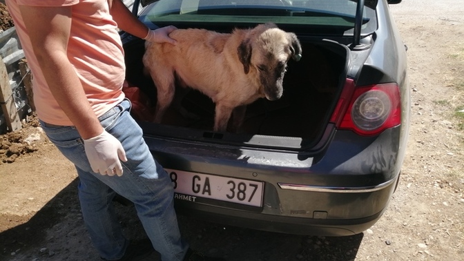 Köpeğe çok kötü zulüm etmişler, tedaviye gidiyoruz, insanlar neden bu kadar kötü?
