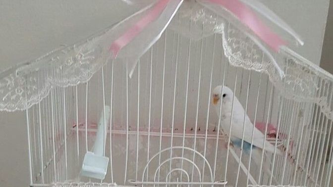 Arkadaşlar kuş besleyenler fikir verebilir mi?