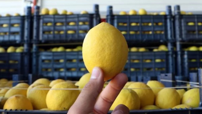 Limonun bahçede kilosu 3 lira, market rafında 24 lira! Sizce sorumlusu zincir marketler mi?
