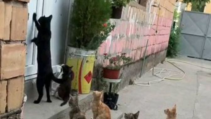 Misafirliğe gitmeyi mi seviyorsun yoksa misafir ağırlamayı mı?