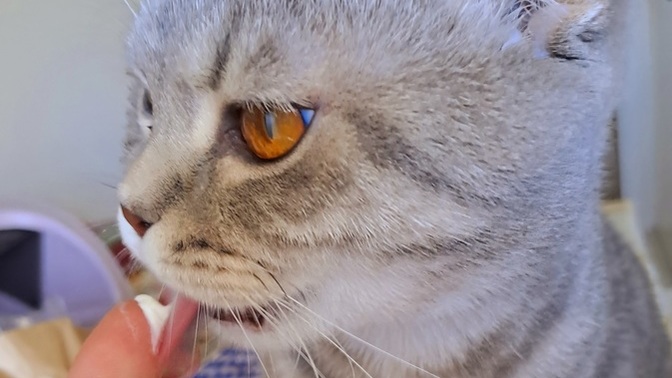 Yemegine dahil olunmasından rahatsiz olur musun?