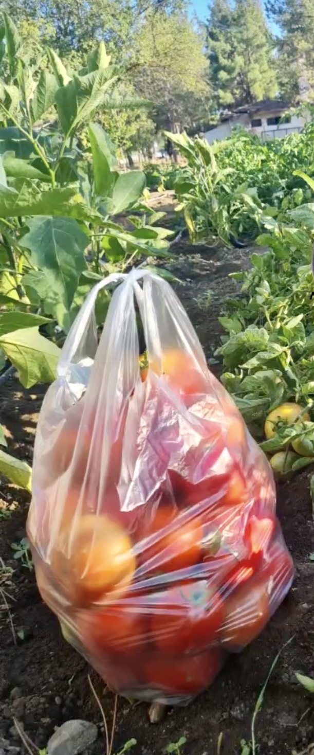 En son ne topladınız 🍅 ?
