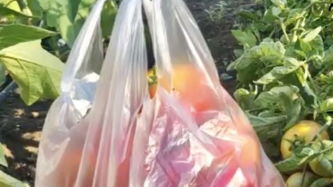 En son ne topladınız 🍅 ?