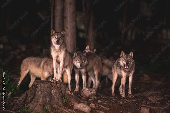 Gece ormanda kurt sürüsü mü görseniz, yaban domuzu sürüsü mü görseniz yoksa boz ayı mı görseniz daha çok korkarsiniz?