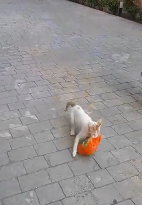 Kedi olsak benim için A-101den tavuk çalar mıydın?