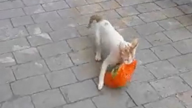 Kedi olsak benim için A-101'den tavuk çalar mıydın?