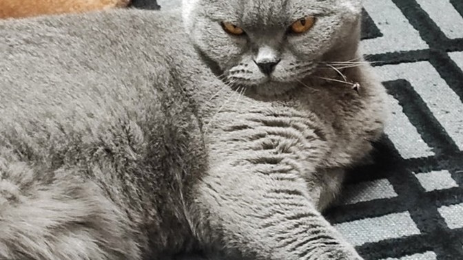 Sinirinizden korkulur mu?