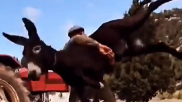 Eşekle çalıştı, altın kemer kazandı! Bir spor dalının en iyi sporcusu olabilseydiniz, hangi spor olsun isterdiniz?