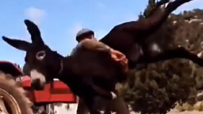 Eşekle çalıştı, altın kemer kazandı! Bir spor dalının en iyi sporcusu olabilseydiniz, hangi spor olsun isterdiniz?