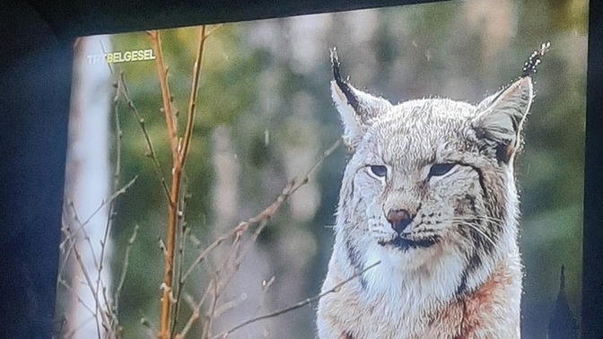 Televizyon izleme alışkanlığınız var mı?