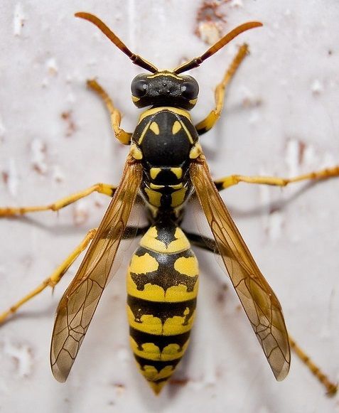 Böcek fobiniz var mı, böceklerle aranız nasıl 😬?