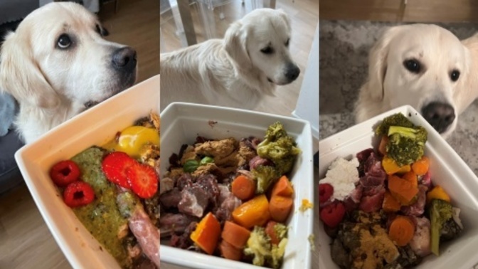 Köpeğimin mamasını nasıl buldunuz?