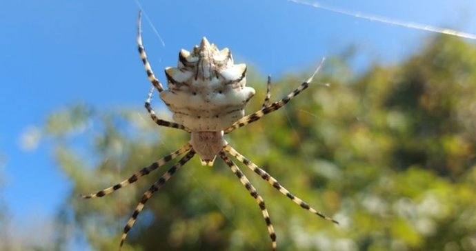 Malatyada dünyanın en zehirli örümceklerinden argiope lobata cinsi bir örümcek bulunmuş. Görseydiniz korkar mıydınız?